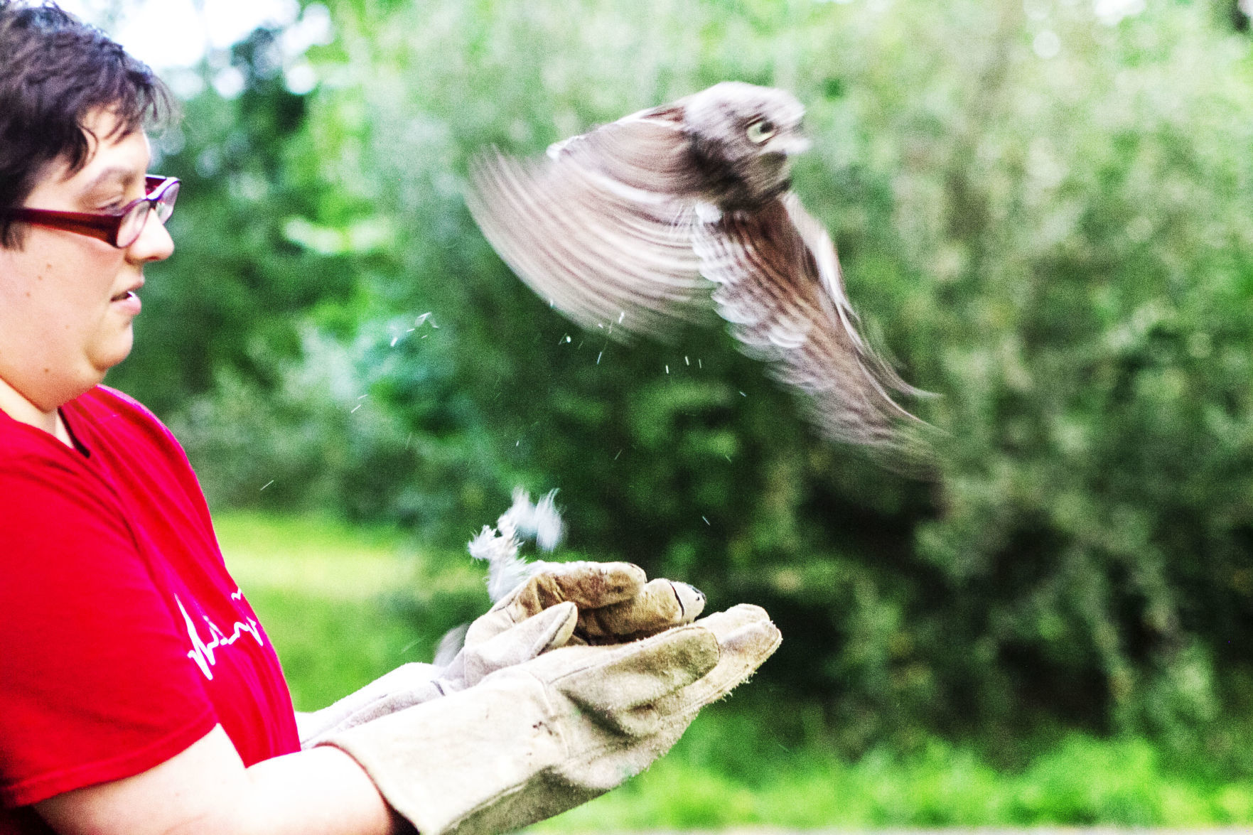 Rehabilitated owl released into wild
